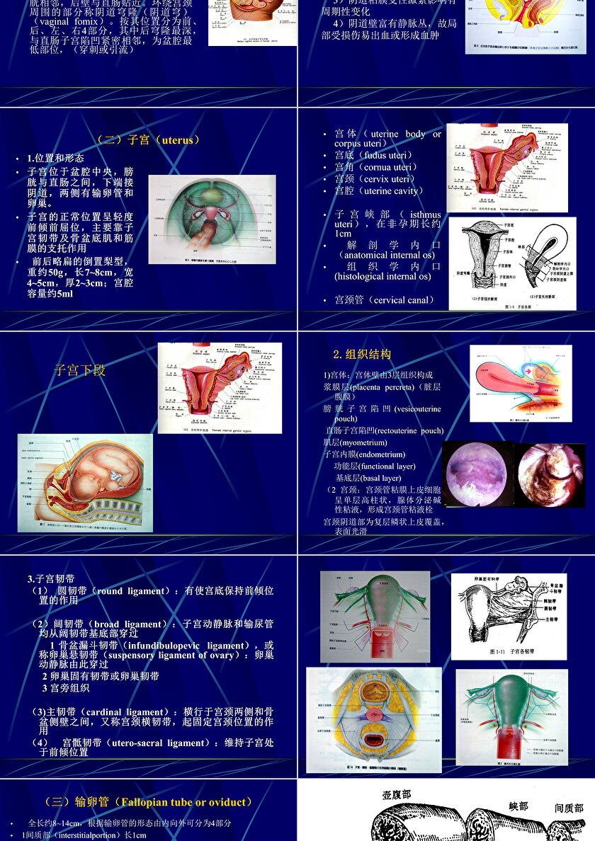 妇产科生殖系统解剖ppt模板卡卡办公 6786