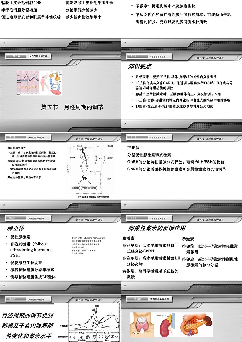 妇产科学女性生殖系统生理ppt模板卡卡办公 0896