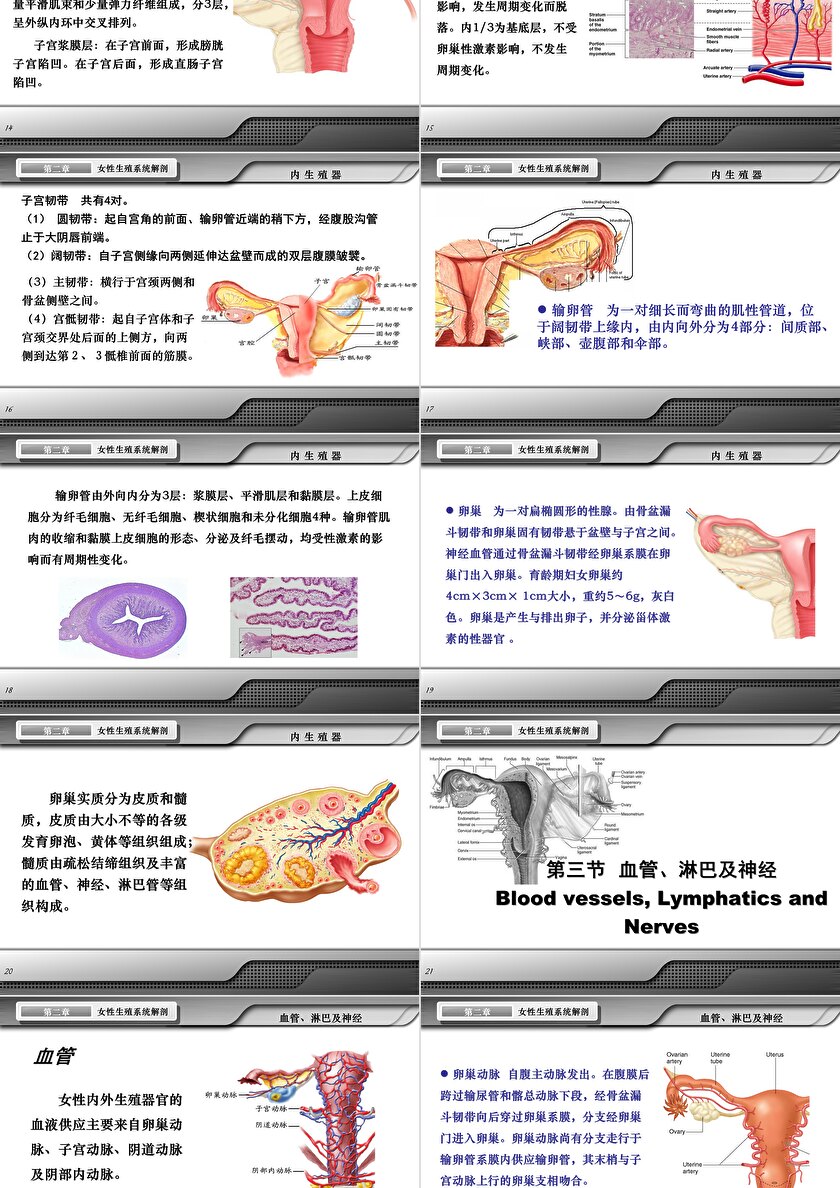 第8版妇产科学配套课件女性生殖系统解剖ppt模板卡卡办公 7188