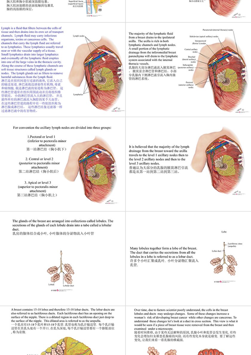 乳腺的解剖ppt图片