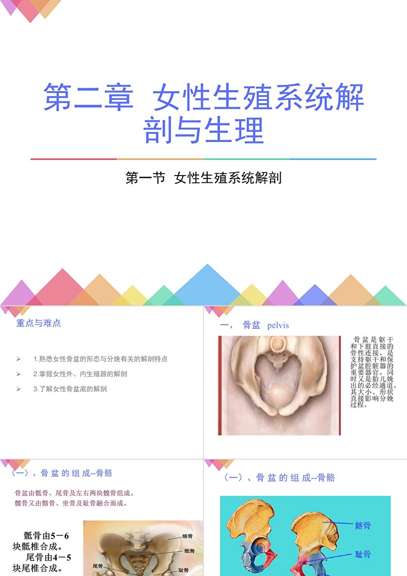 女性生殖系统ppt卡卡办公